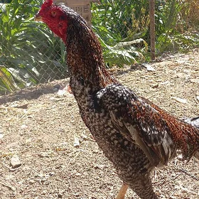 парода узбак сизалка