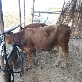 okuzce gole