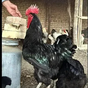 Gigant juyje