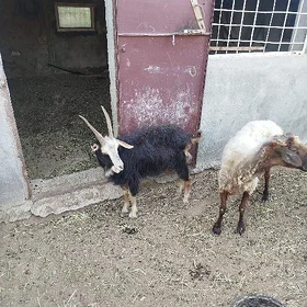 Geçi