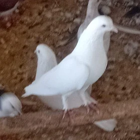 AK kepderi
