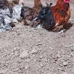 karlik. kohin