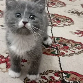 pişik