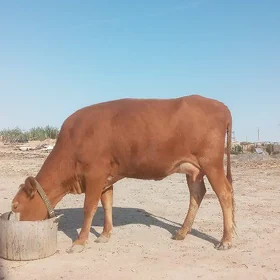 smental sygyr goleli