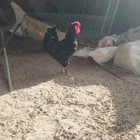 Türkmen horaz