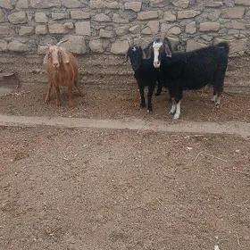 geci
