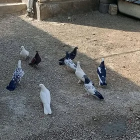 kepderi