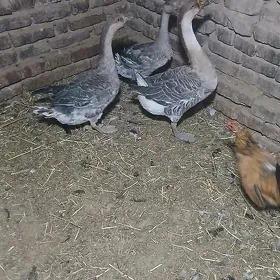 guz