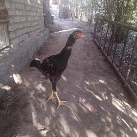 baysow horaz juje