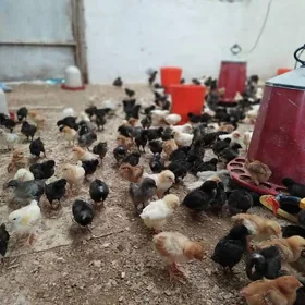 İNKOBATORA yumurtga goyyas