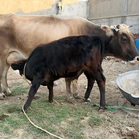 GÖLELİ SYGYR