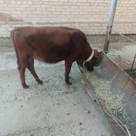 Унажынлар.