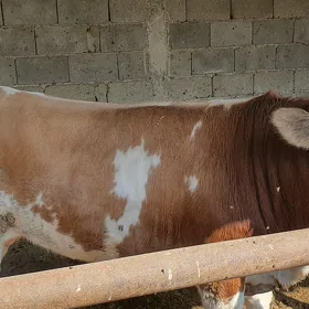 Öküz