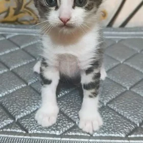 котята