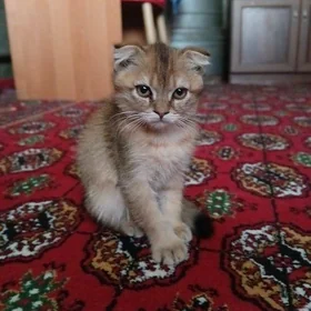 катенок