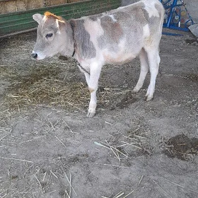 göle gibrit