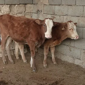 3 öküz