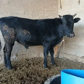 ÖKÜZ yeri MÄNE
