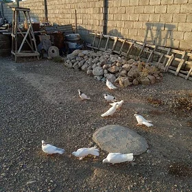 Kepderi