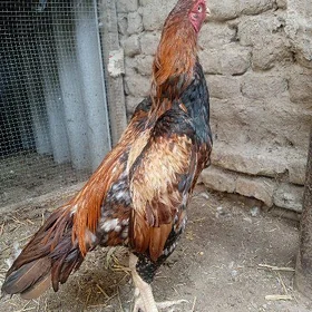 хораз