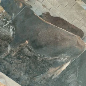 öküz