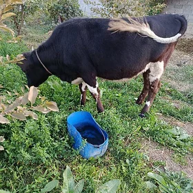 1 ŷaşap gecen tüwe