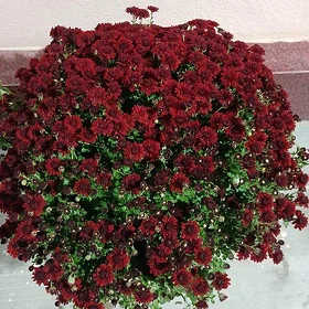 Hrizantema gül