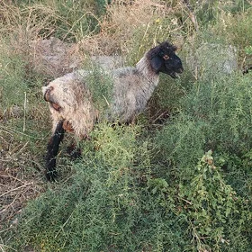 Tokly goýun çebiş