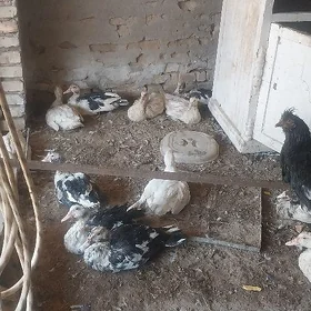 INDAWUTGA ORDEK HORAZ BALAKLY