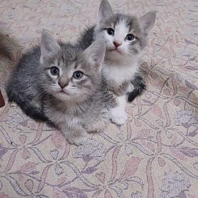 Котята