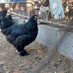 brama