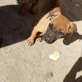 Кане Корсо 🐕 Щенок