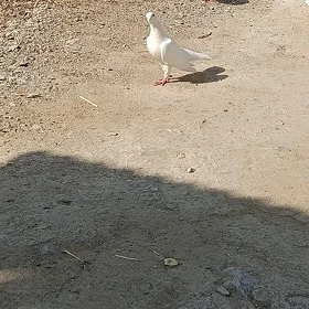 Kepderi