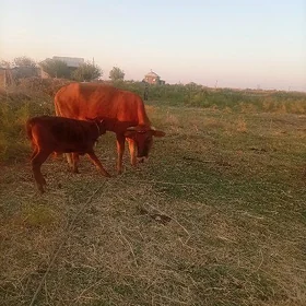 goleli sygyr