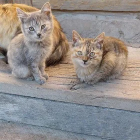 pişik