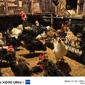 Balgar ýumurtga satlyk