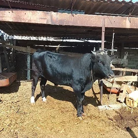 2ýaşan öküz