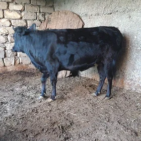 tùwe