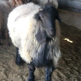 goç