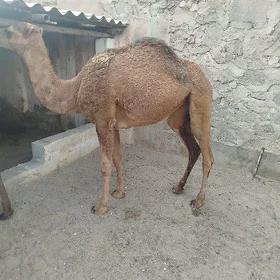 Ogşyk