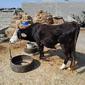 bogaz ÿaş sygyrlar