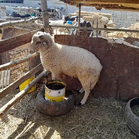 merinos goç