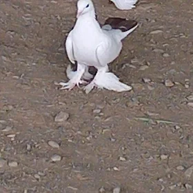 kepderi