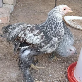 brama