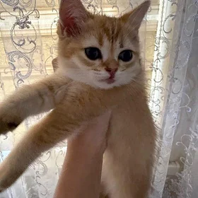 шотландский котёнок