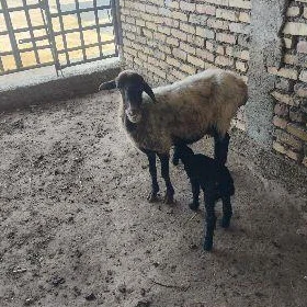 Guzuly goýun