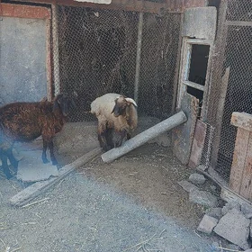 Goç