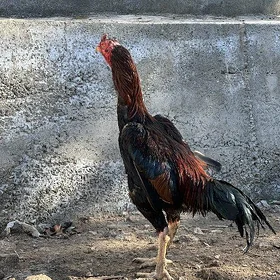 Horaz