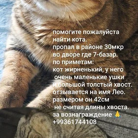 кот пропал