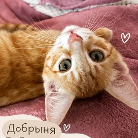 Котята 3 месяца в добрые руки